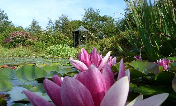 Pink water lilies on the lake. Gazebo in the background